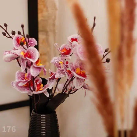 Lannari 176 باغيريا